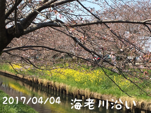 海老川の桜